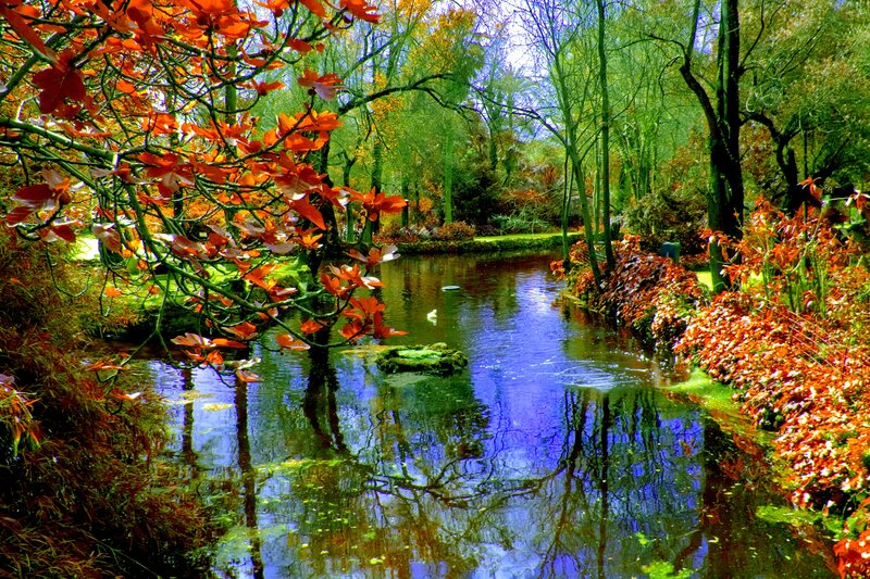 Autumn River in Forest — Orange