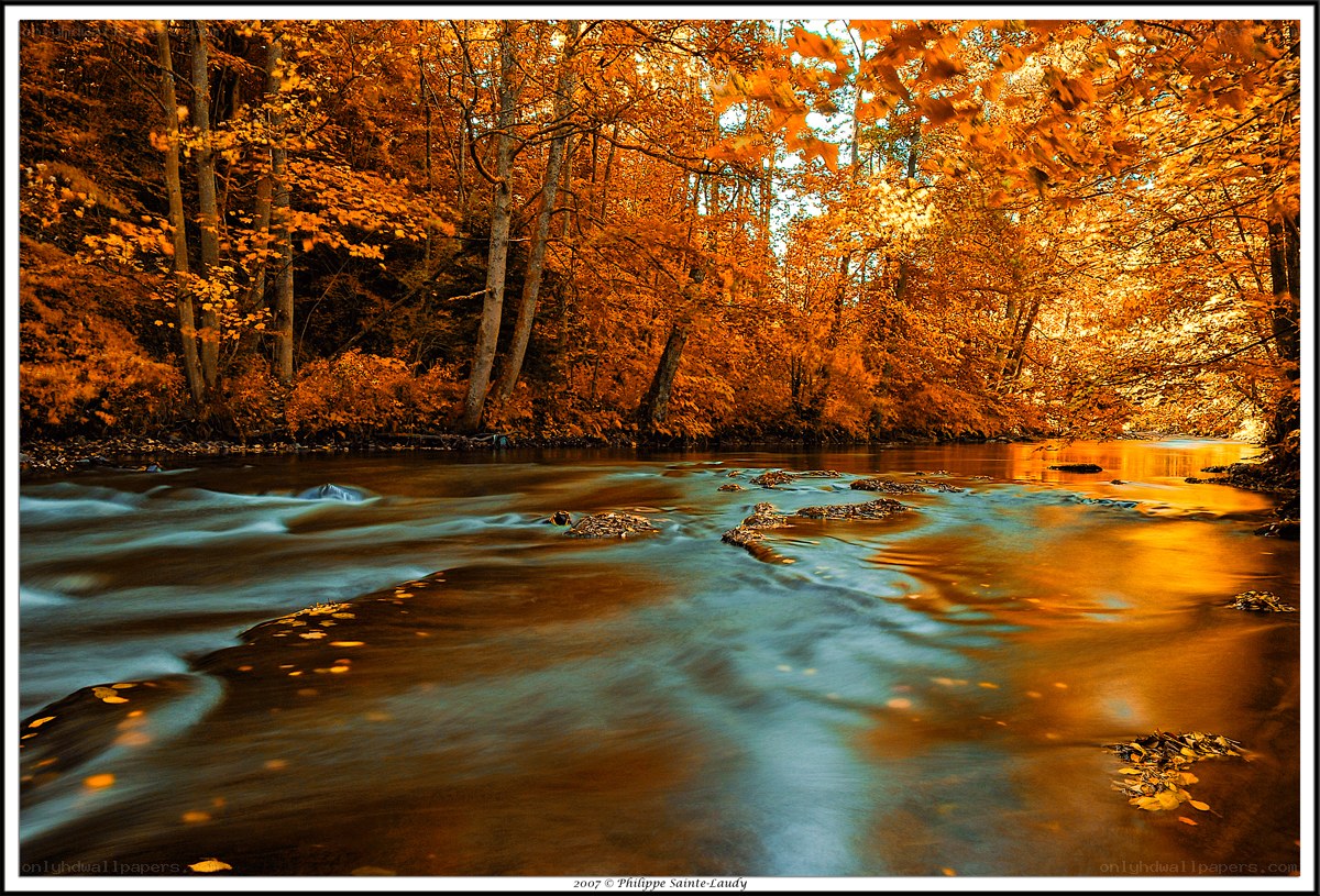 Autumn river in golden forest