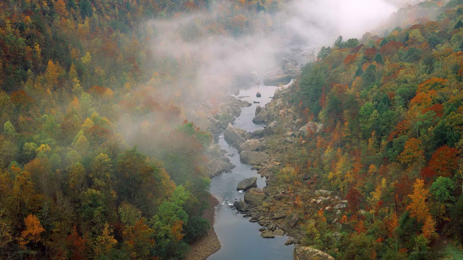 Autumn river in misty forest