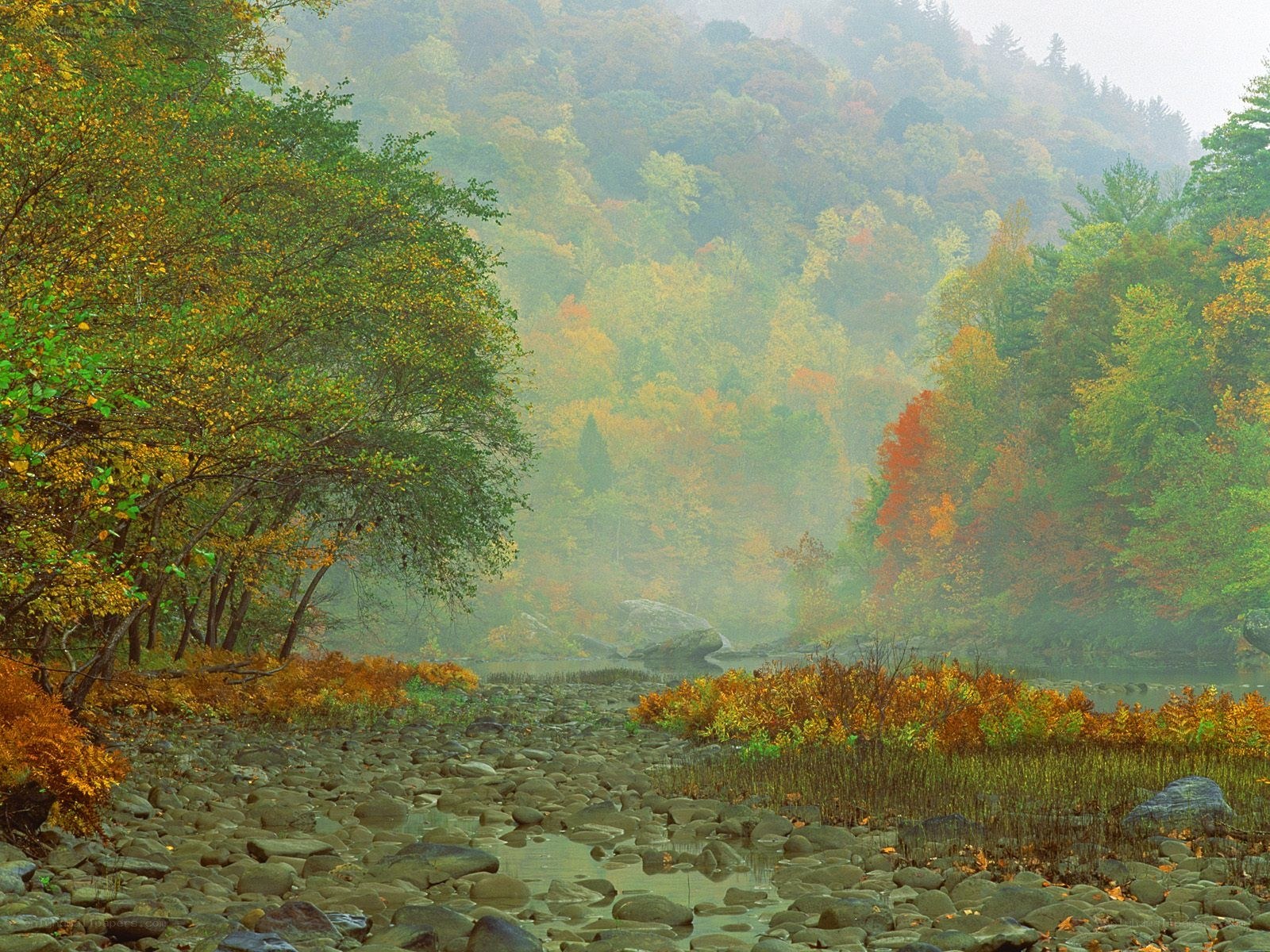 Autumn river in misty forest