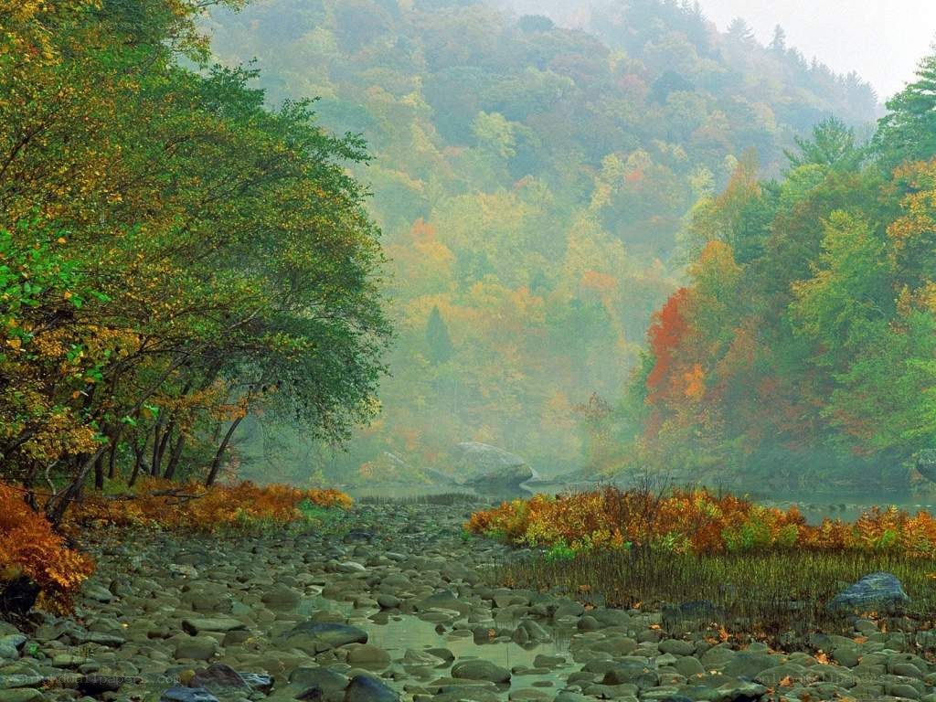 Autumn river in misty forest