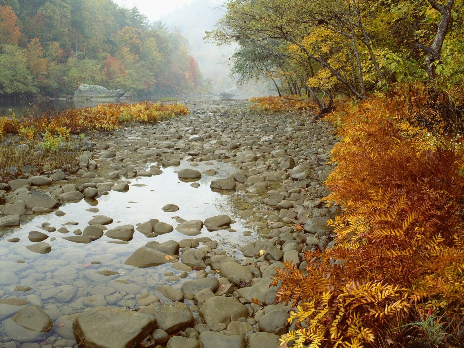 Autumn river in misty forest