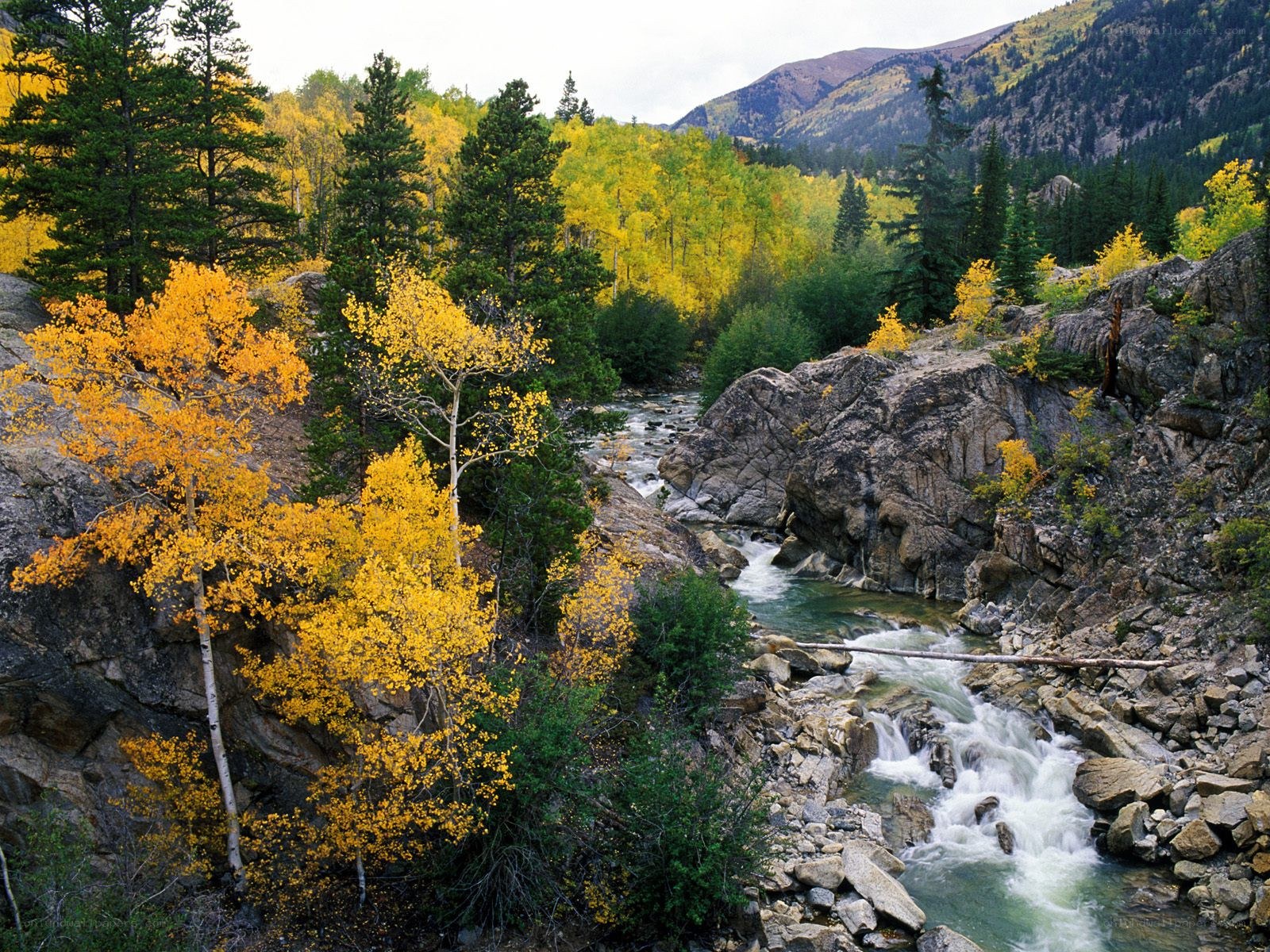 Autumn river in mountain canyon