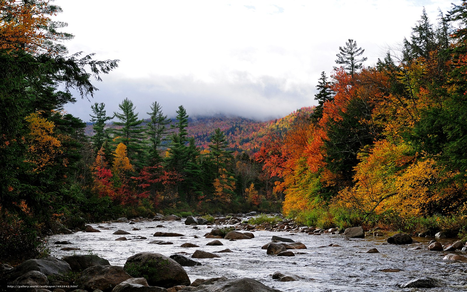 Autumn river in the forest