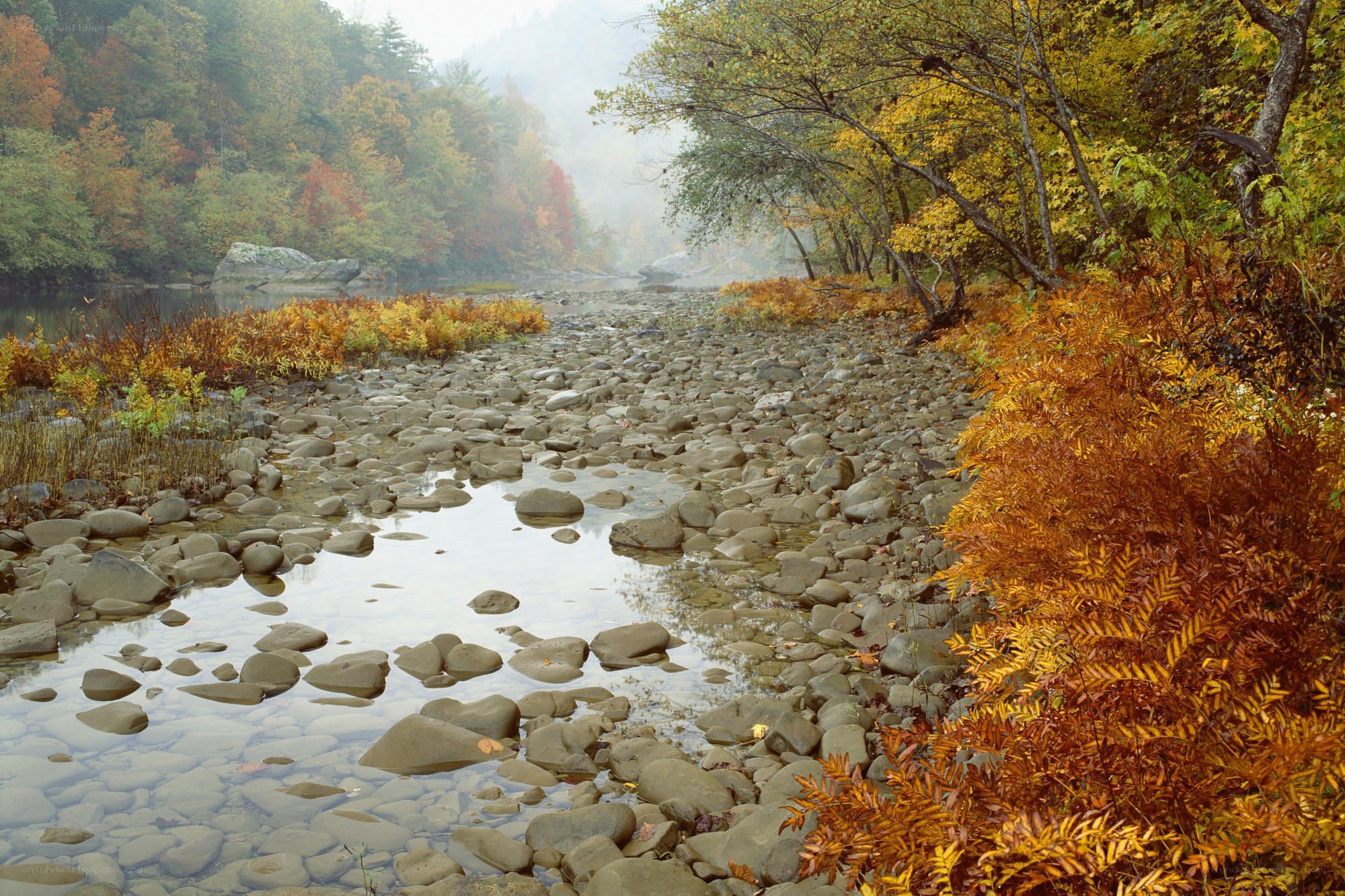 Autumn river in the forest