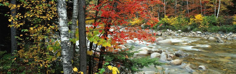 Autumn river in the forest