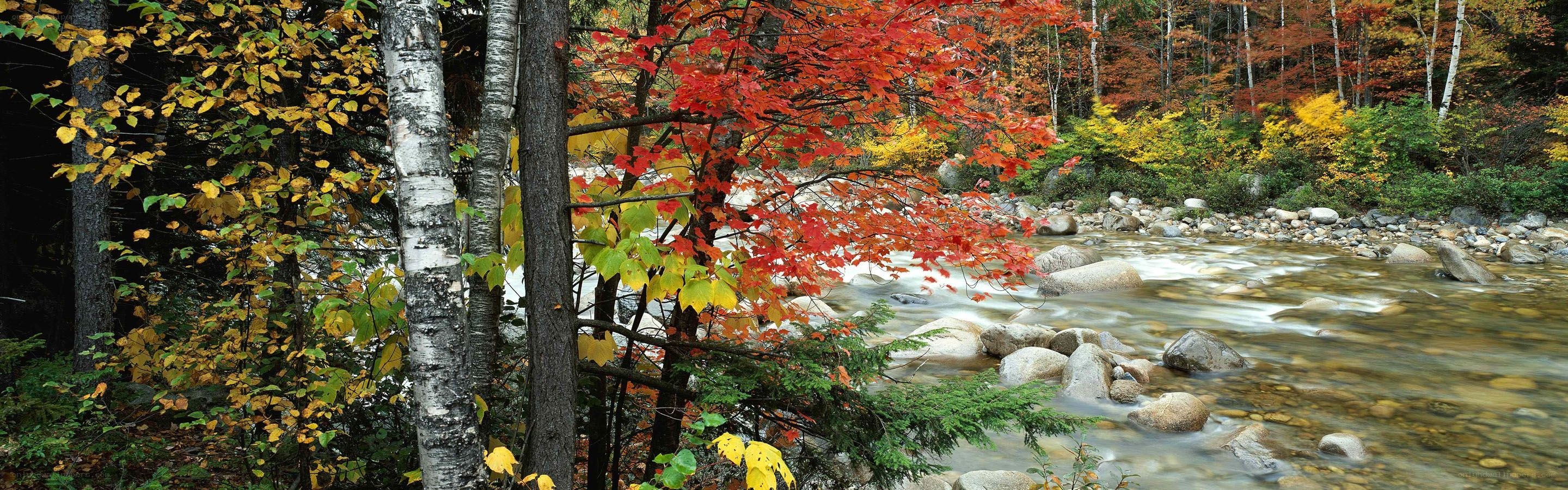 Autumn river in the forest