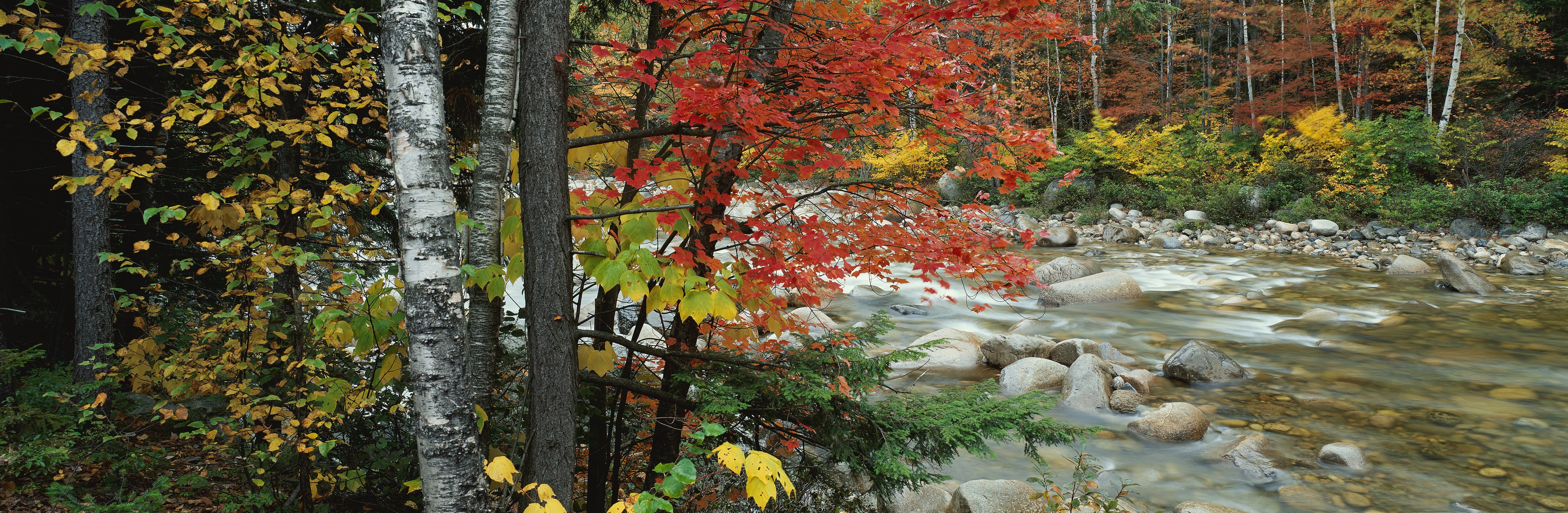 Autumn river in the forest