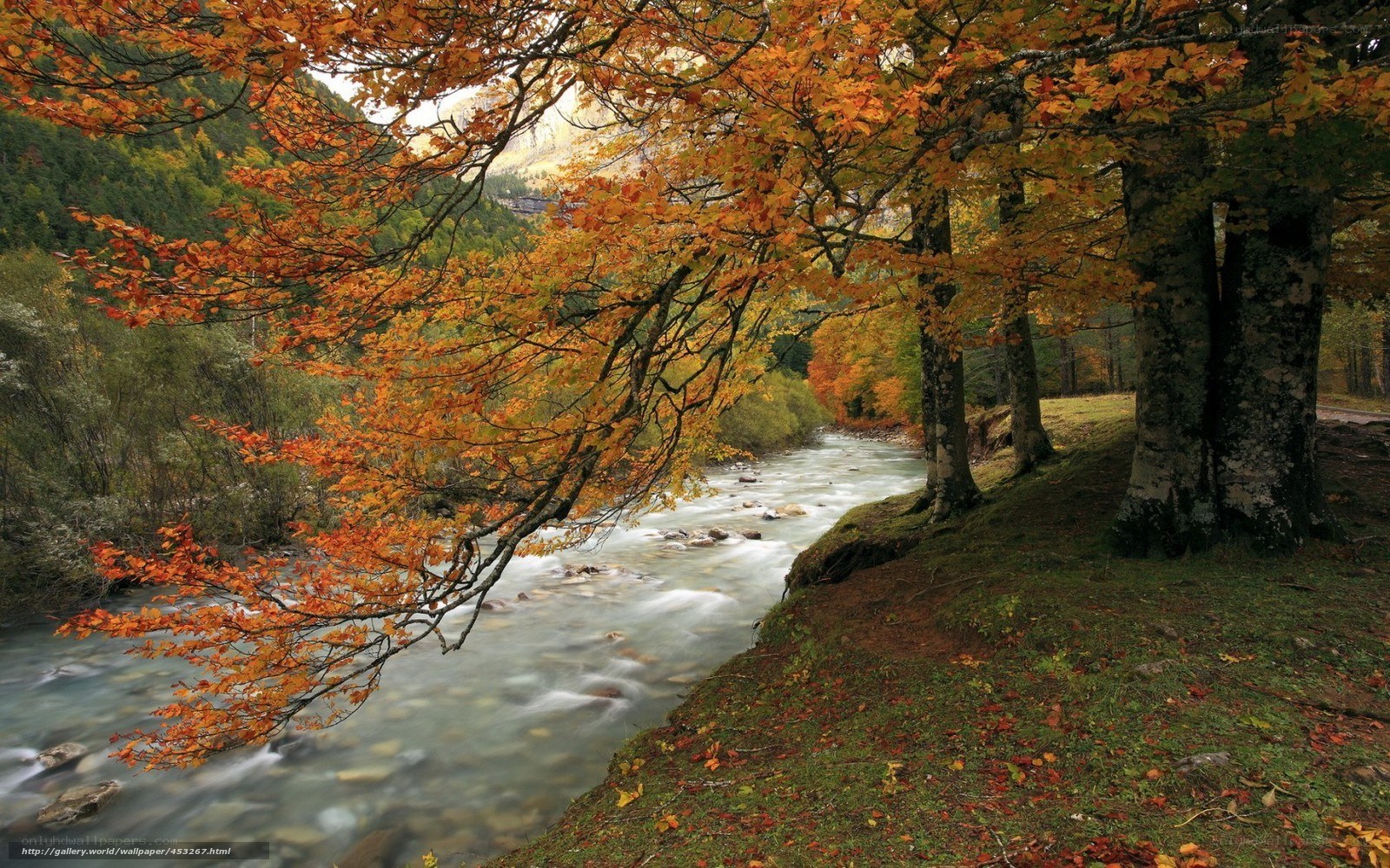 Autumn river in the forest