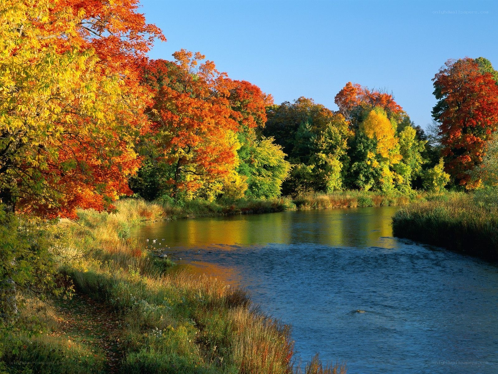 Autumn river landscape
