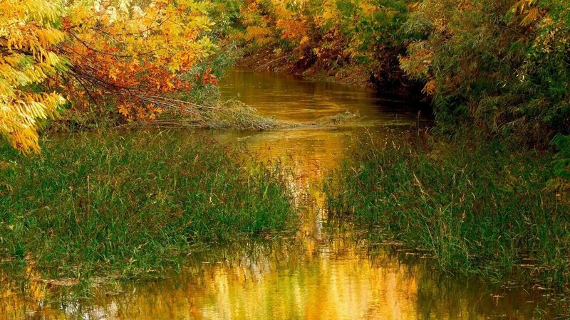 Autumn River Scene — Yellow, Serene