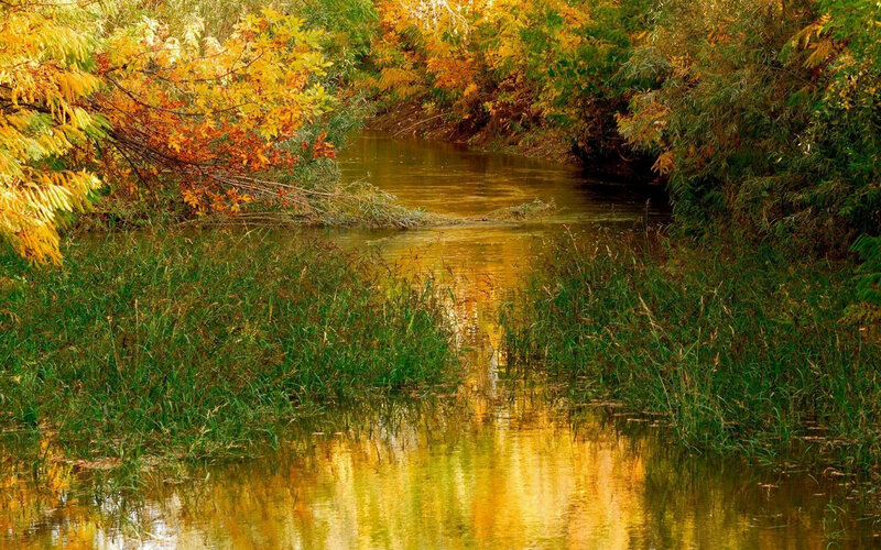 Autumn River Scene — Yellow