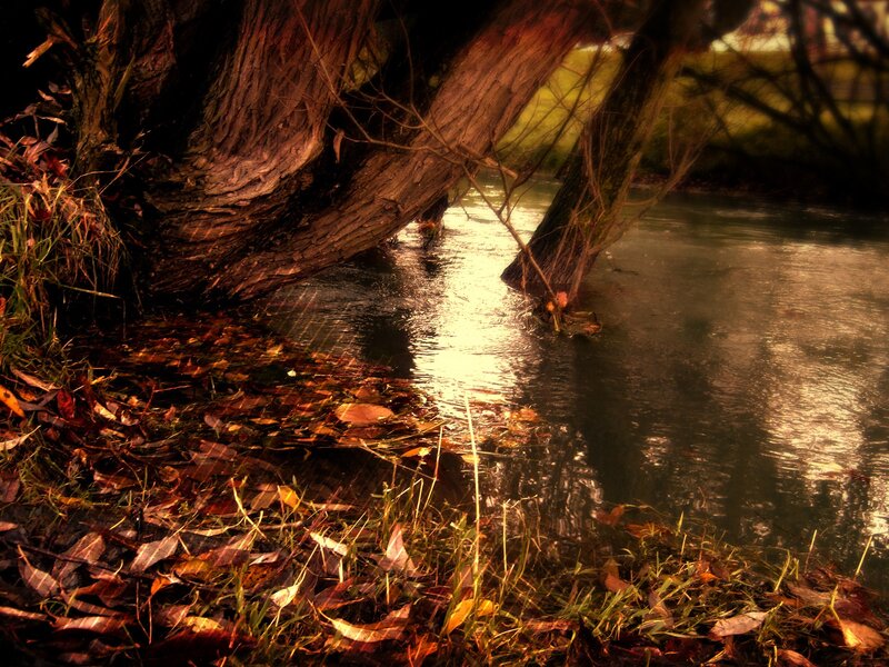 Autumn river under a tree