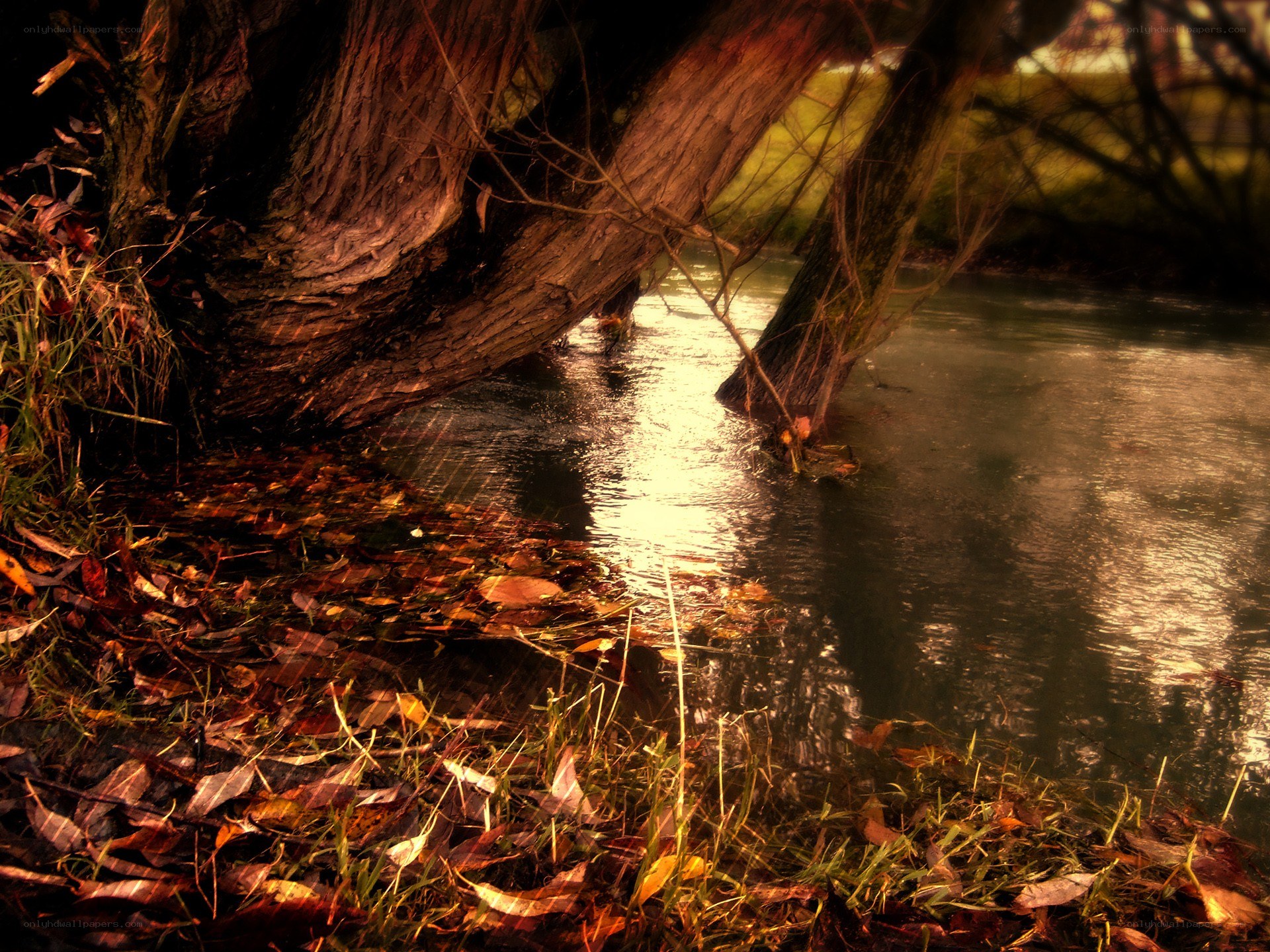 Autumn river under a tree