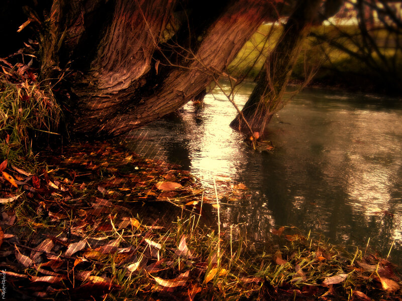 Autumn river under a tree