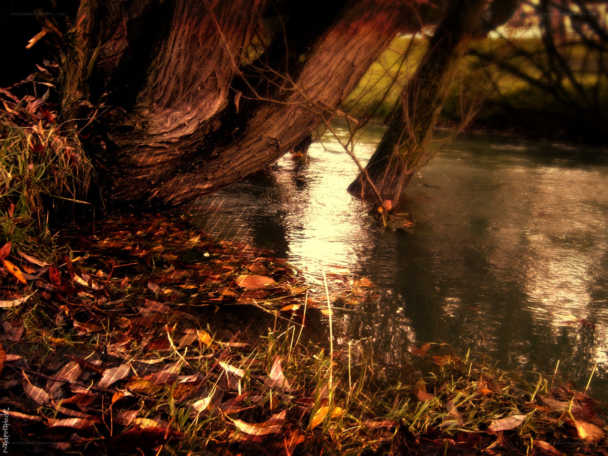 Autumn river under a tree