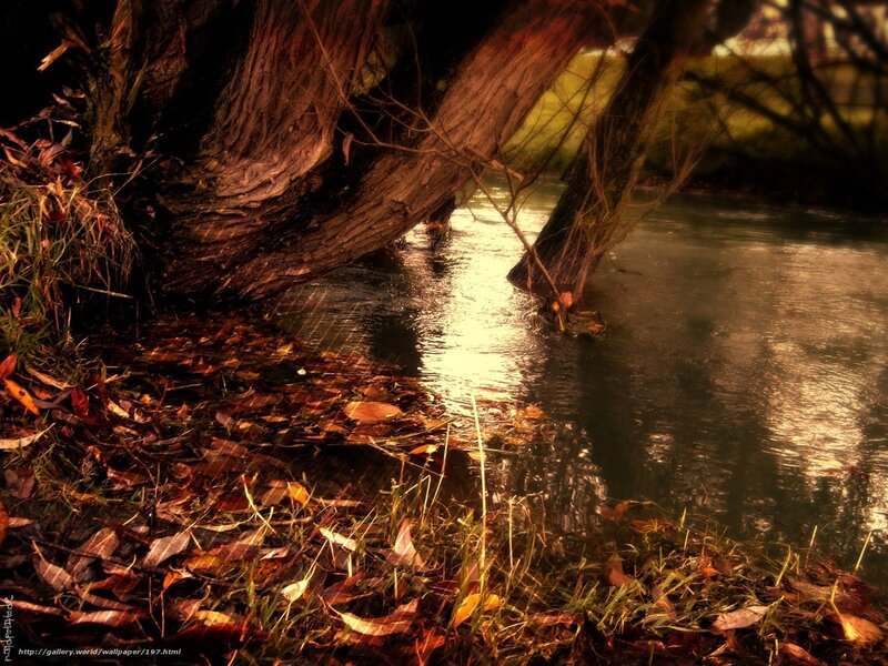 Autumn river under a tree