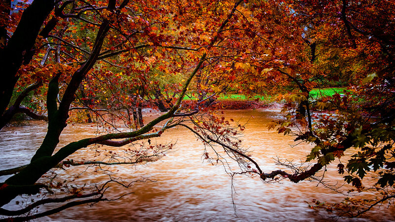 Autumn River under Trees