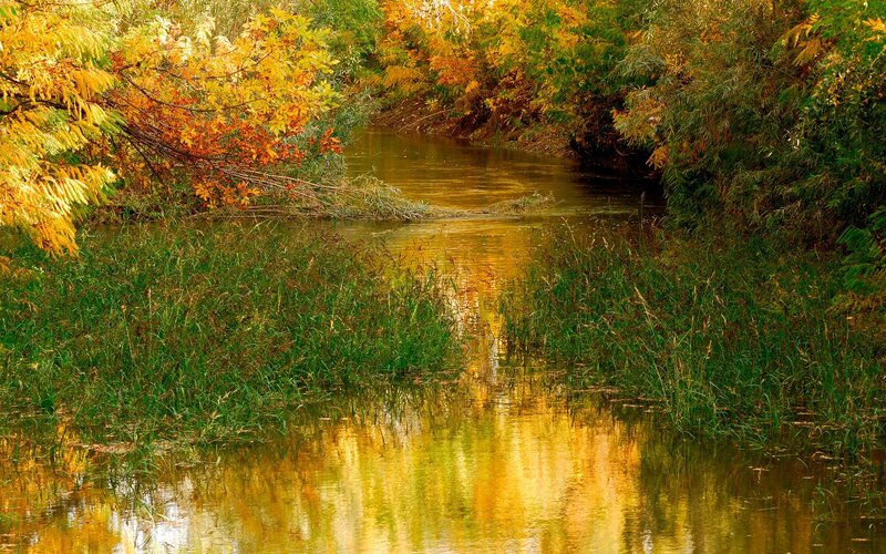 Autumn river with colorful foliage