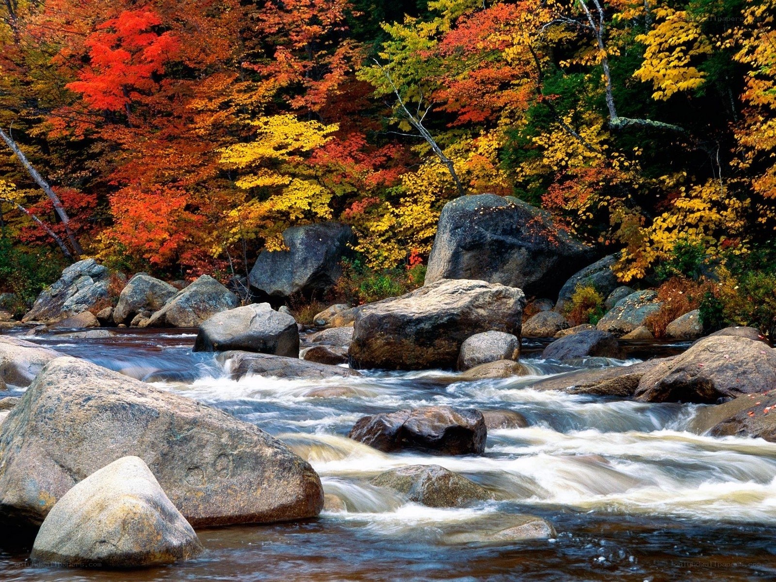 Autumn river with colorful foliage