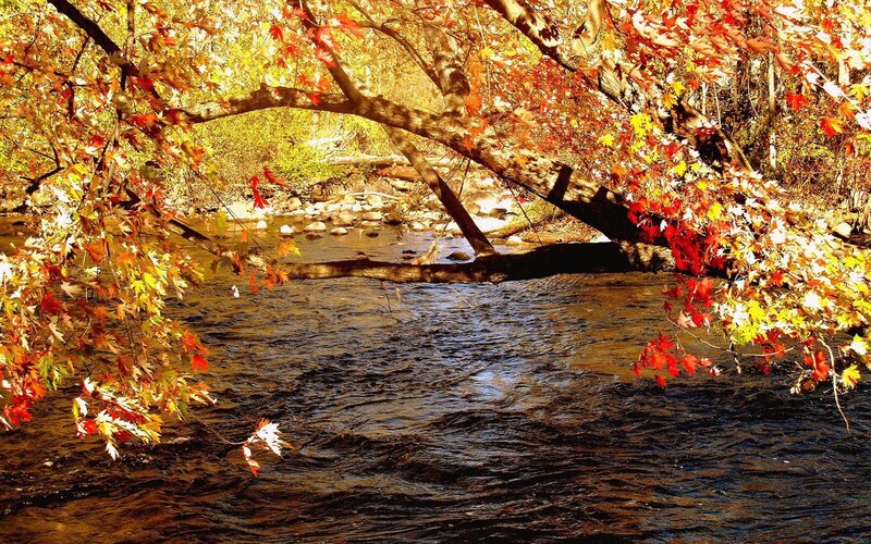 Autumn river with colorful leaves