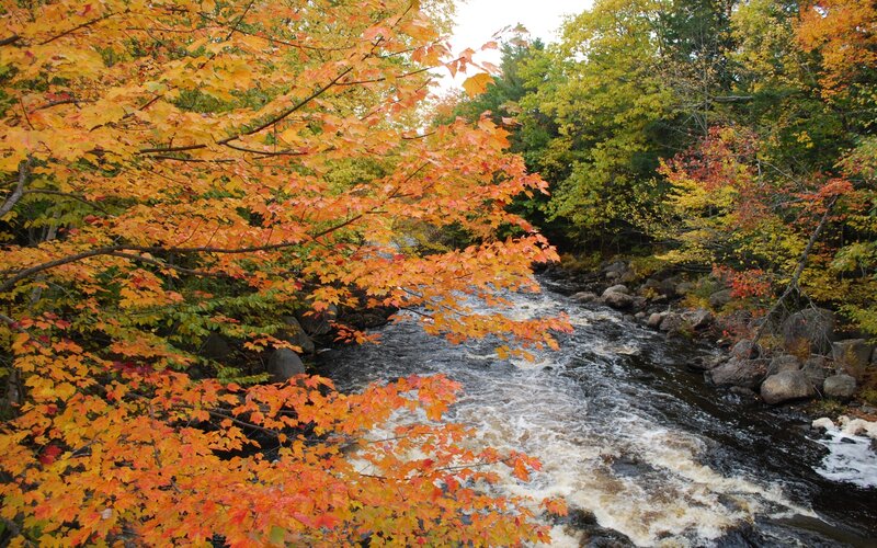 Autumn River with Colorful Leaves — Orange
