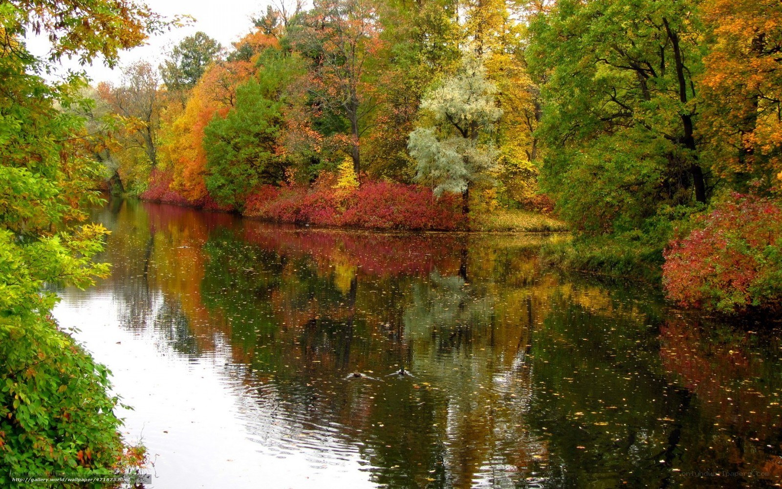 Autumn river with colorful trees