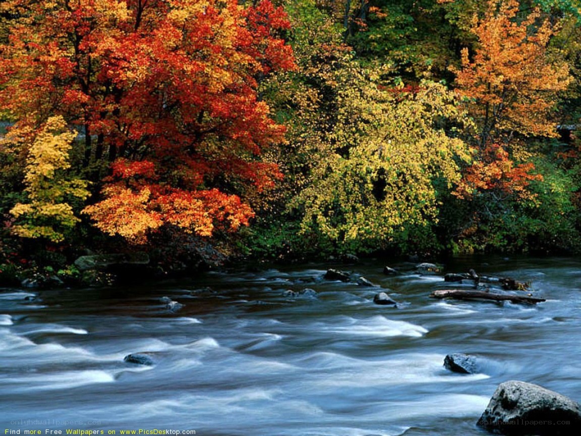 Autumn river with colorful trees