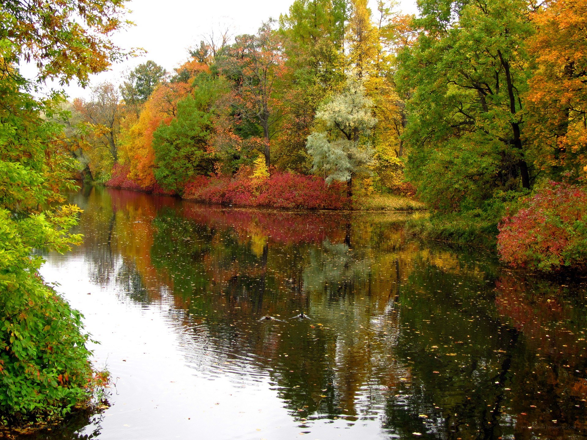 Autumn river with colorful trees