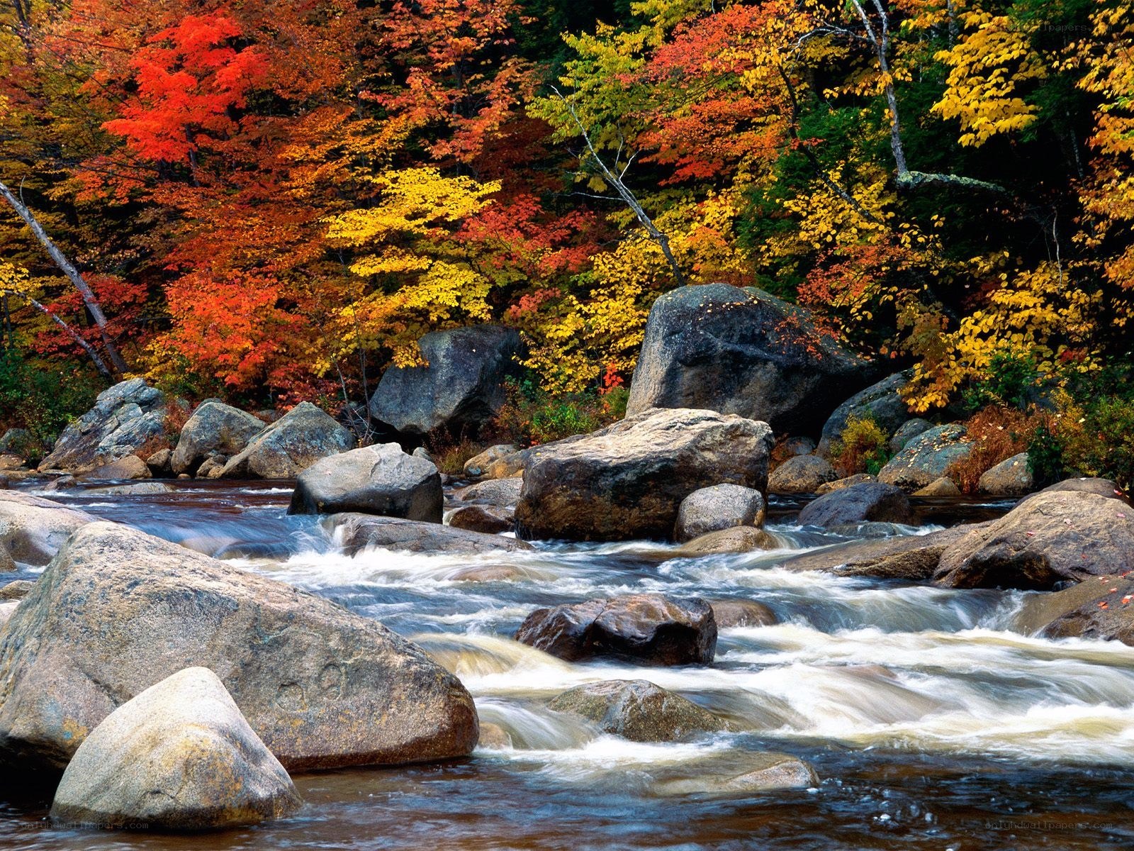 Autumn river with colorful trees