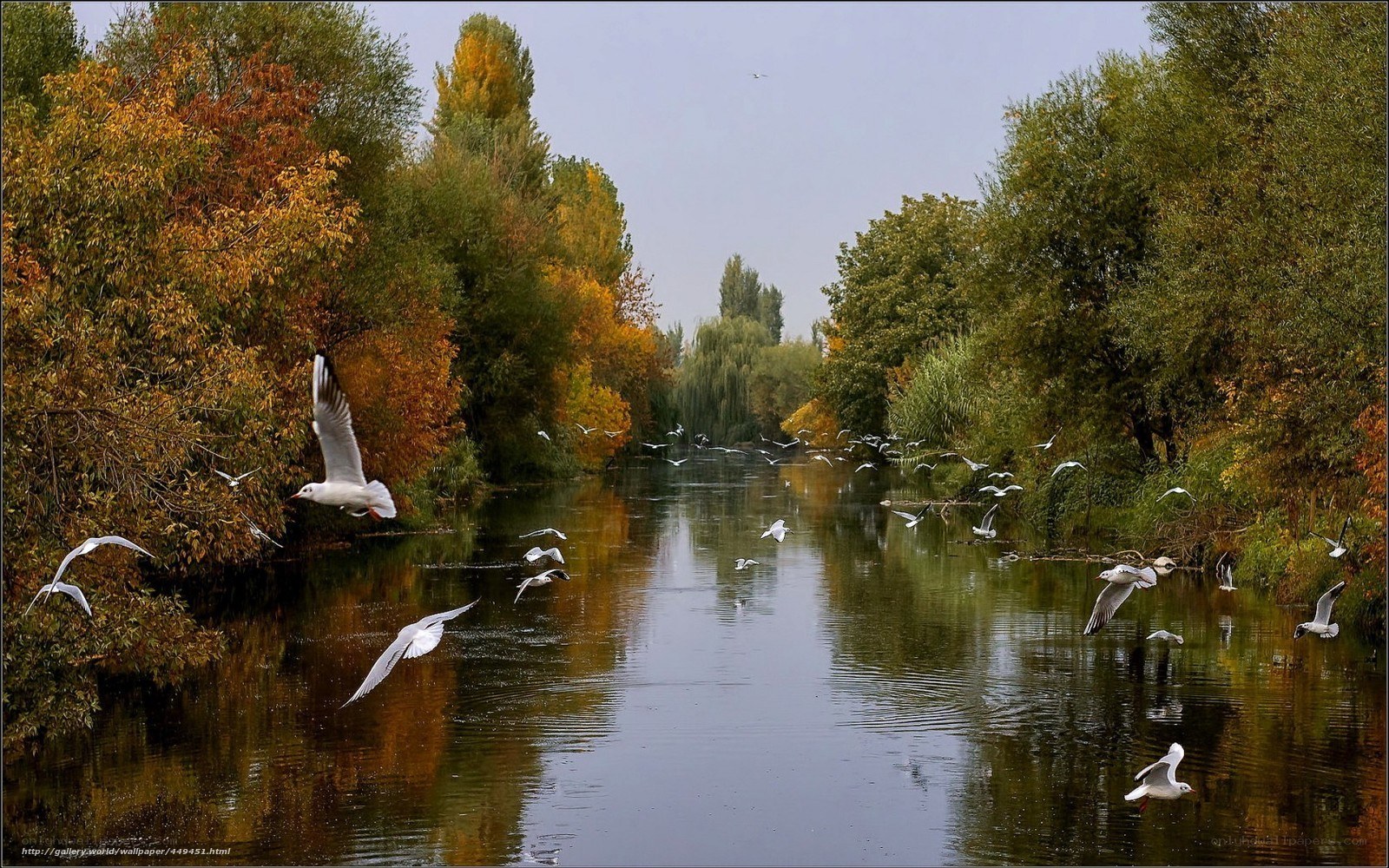 Autumn river with flying birds