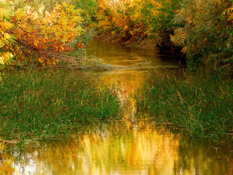 Autumn River with Foliage