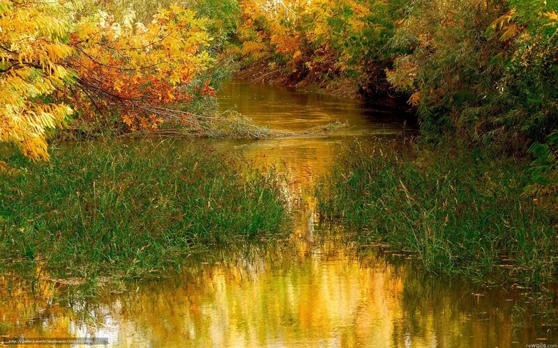 Autumn river with golden leaves