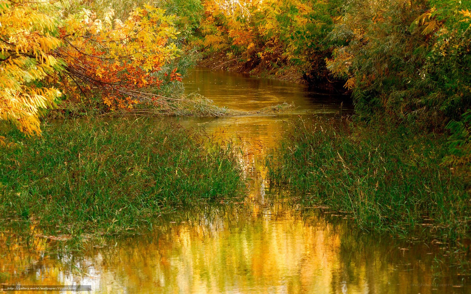 Autumn river with golden reflections