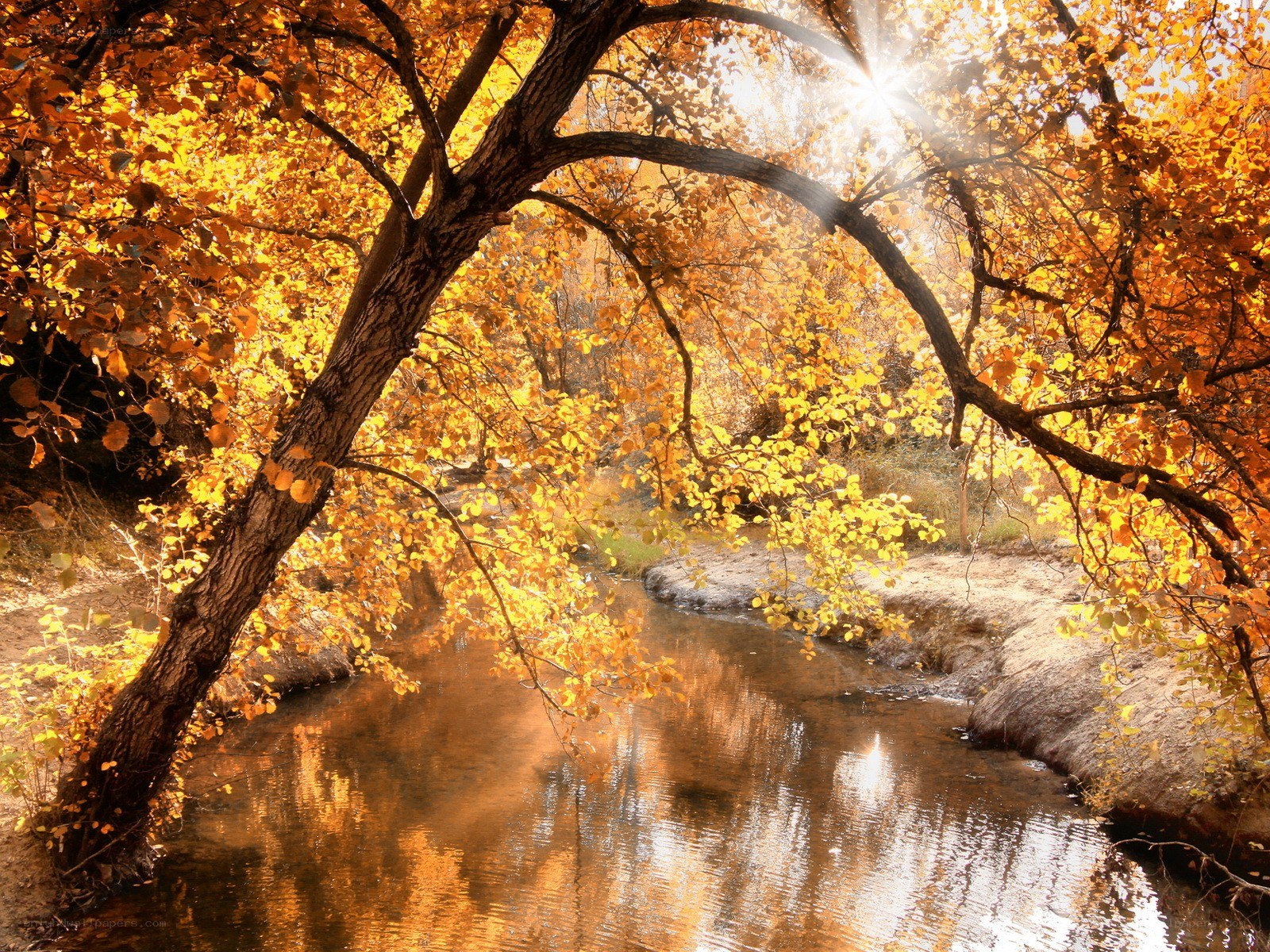 Autumn river with golden trees