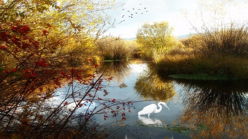 Autumn river with heron