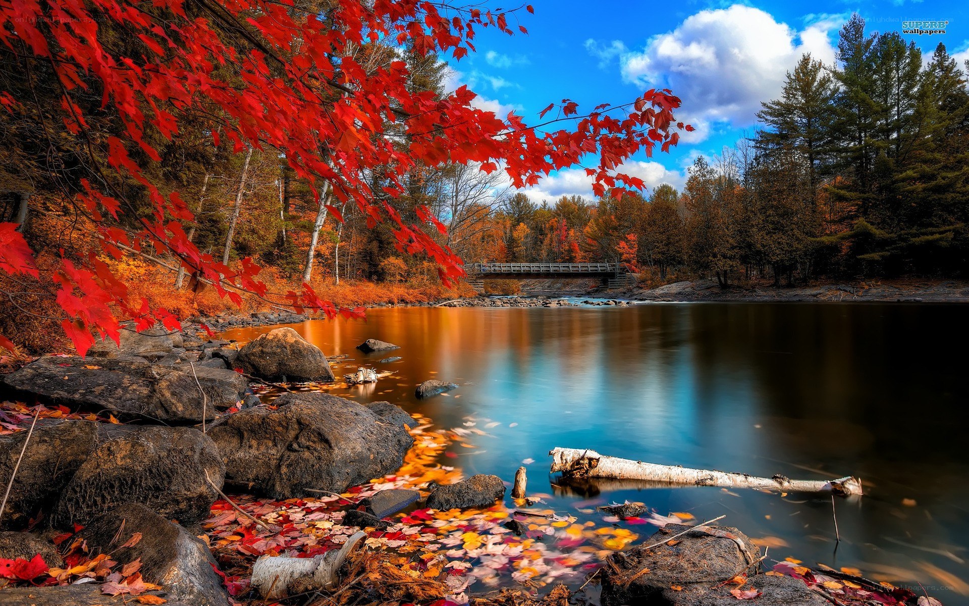 Autumn river with red leaves