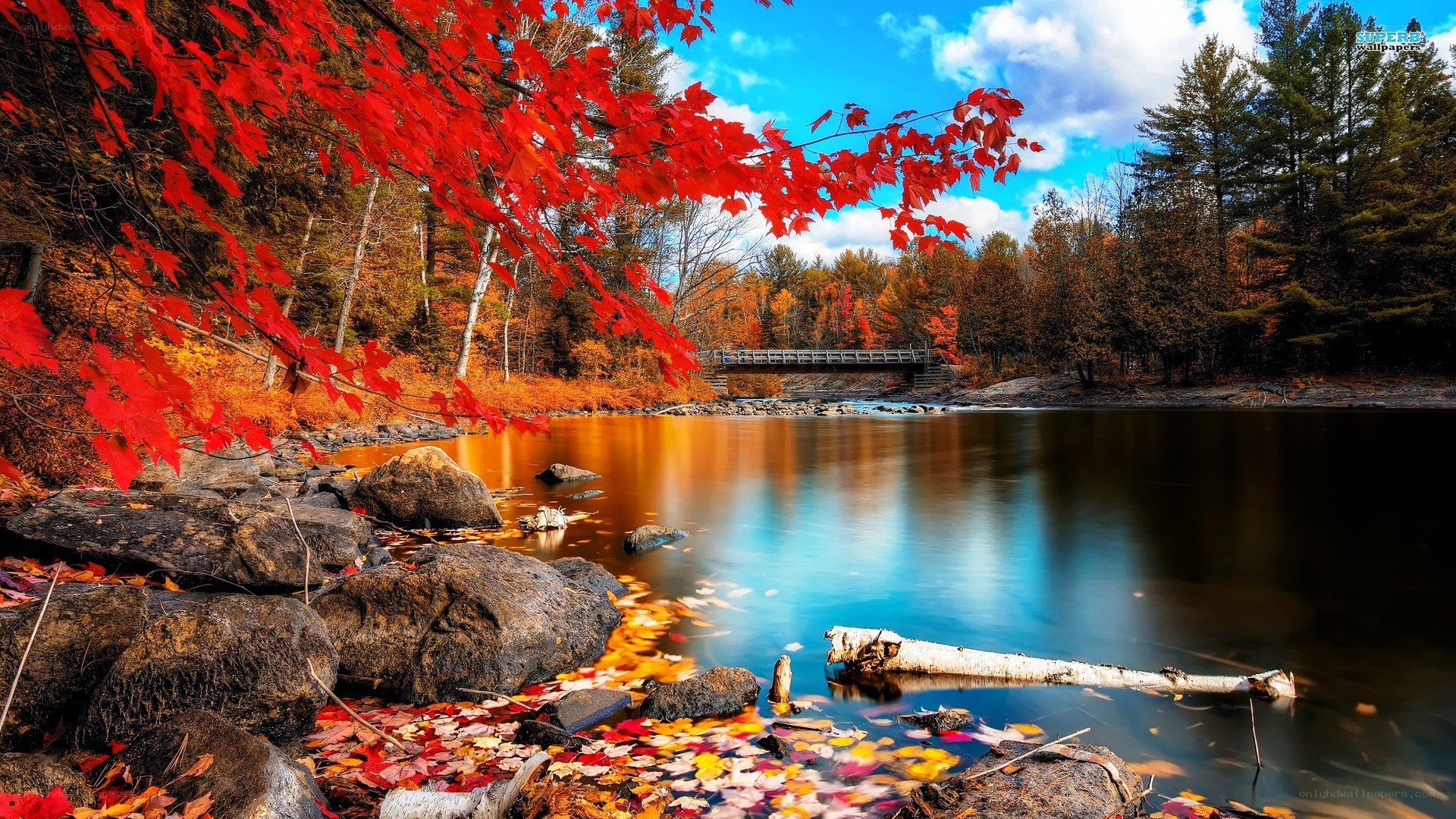 Autumn river with red leaves