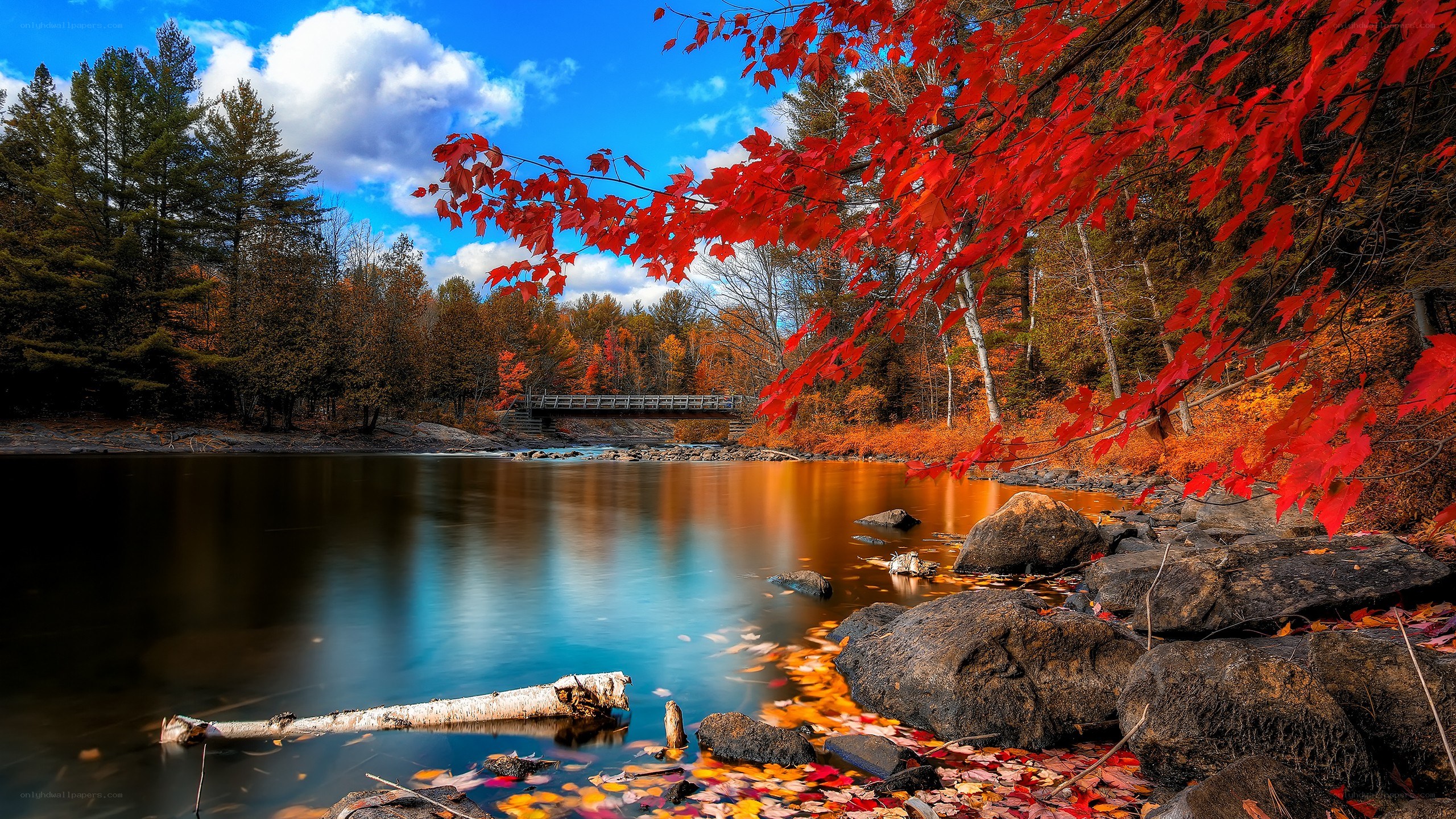 Autumn river with red leaves