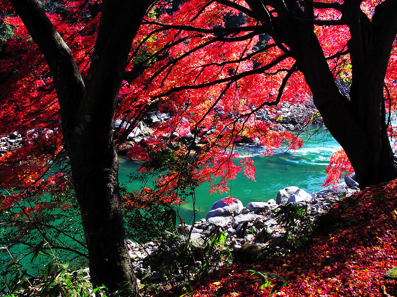 Autumn river with red maple trees