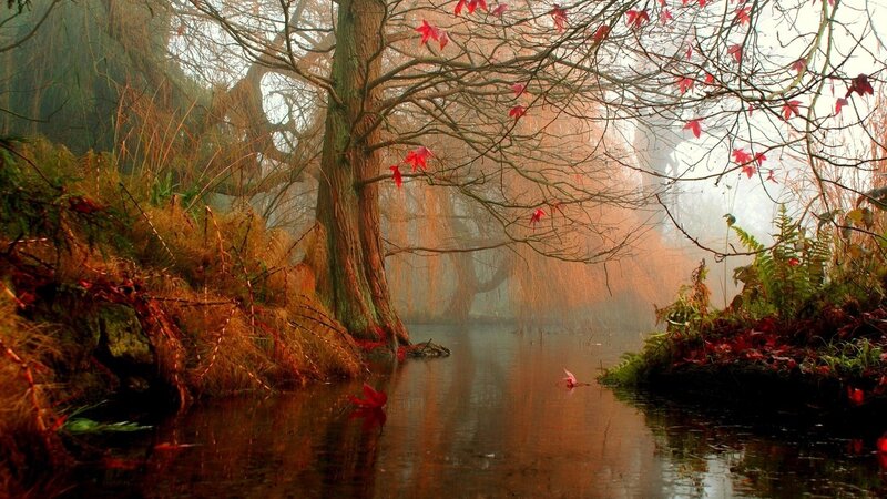 Autumn River with Trees