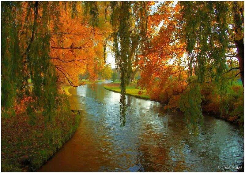 Autumn river with weeping willows