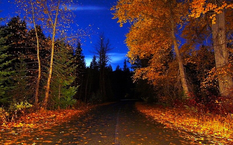 Autumn road at night