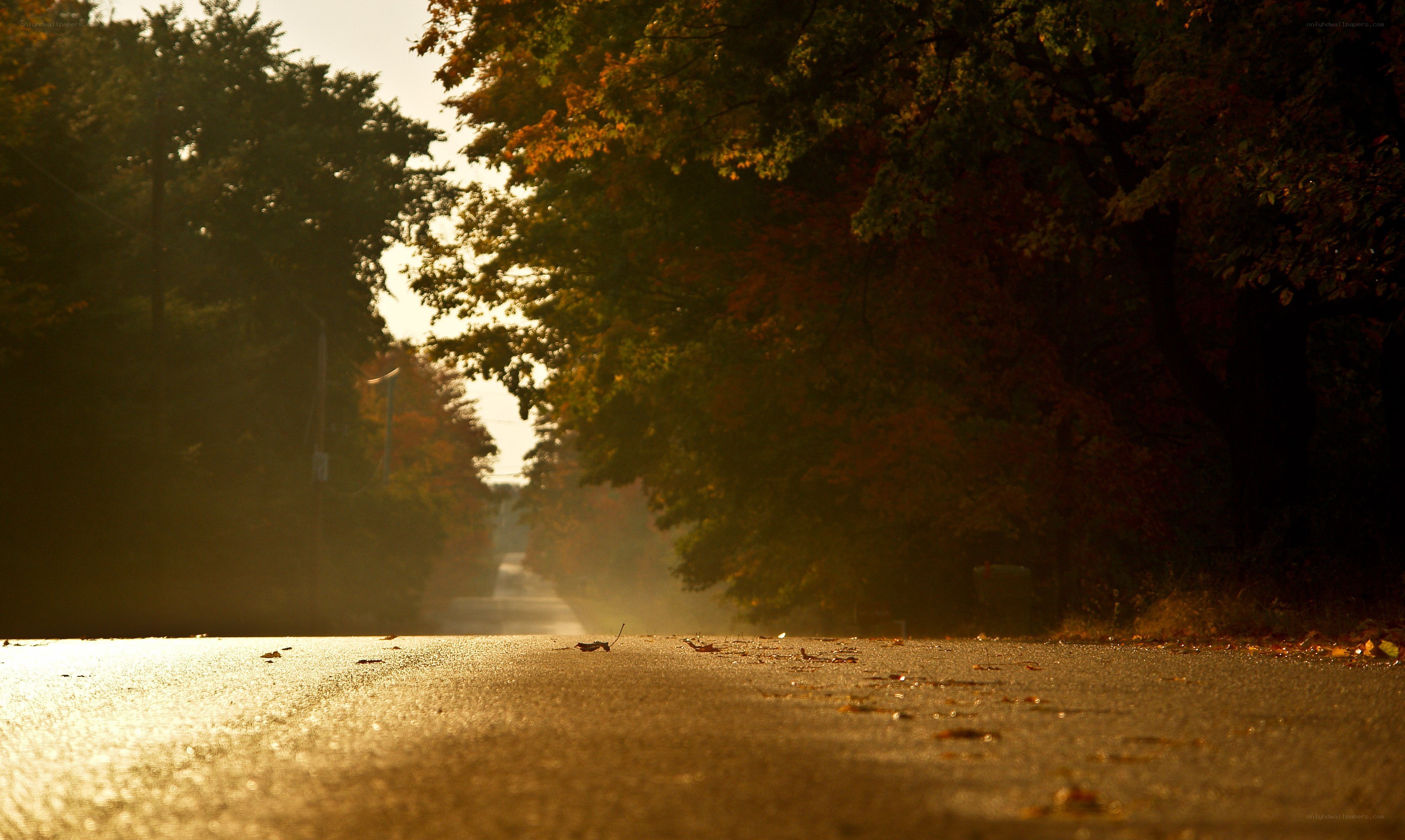 Autumn road at sunset