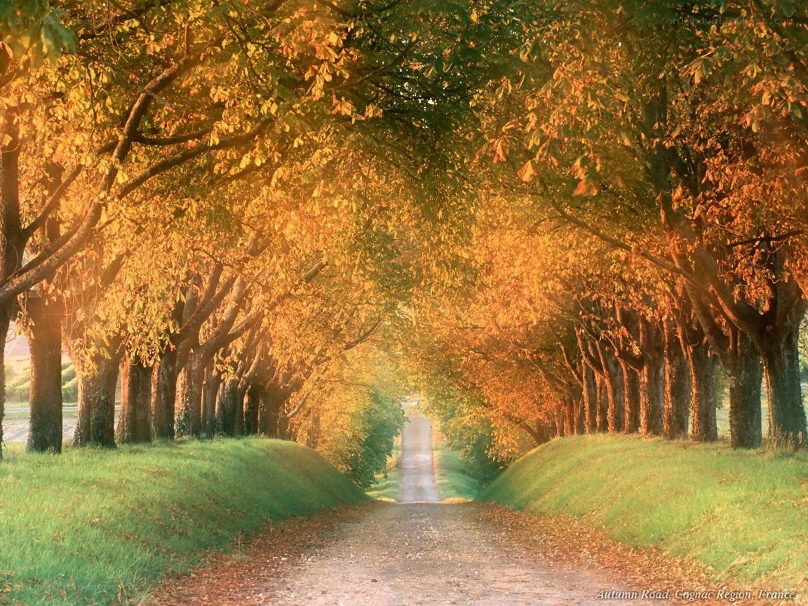Autumn road in Cognac
