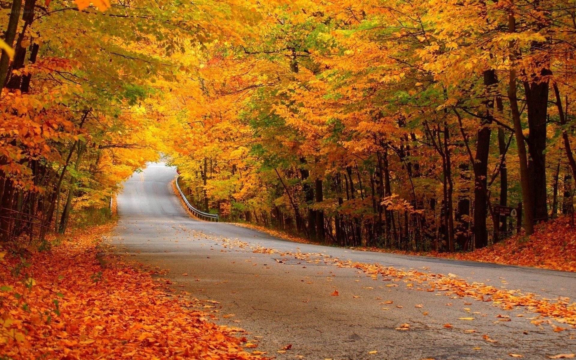 Autumn road in forest