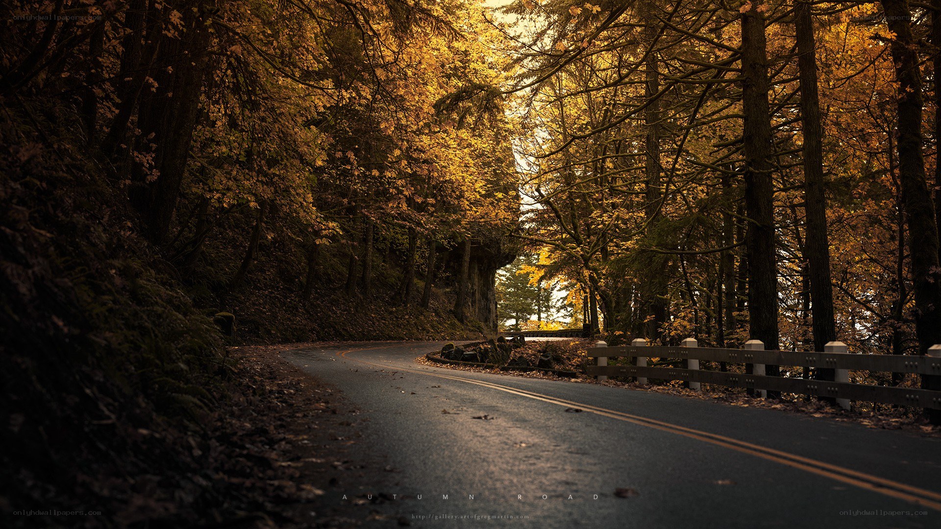 Autumn road in forest