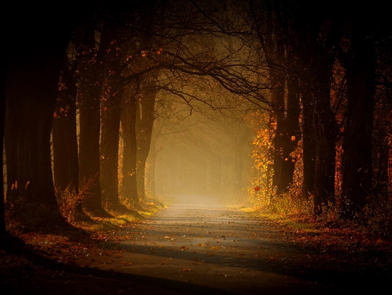 Autumn Road in Forest — Brown