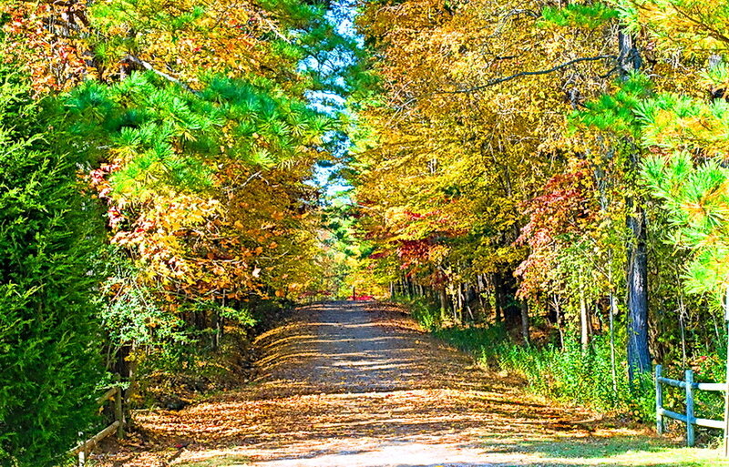 Autumn Road in Forest — Green