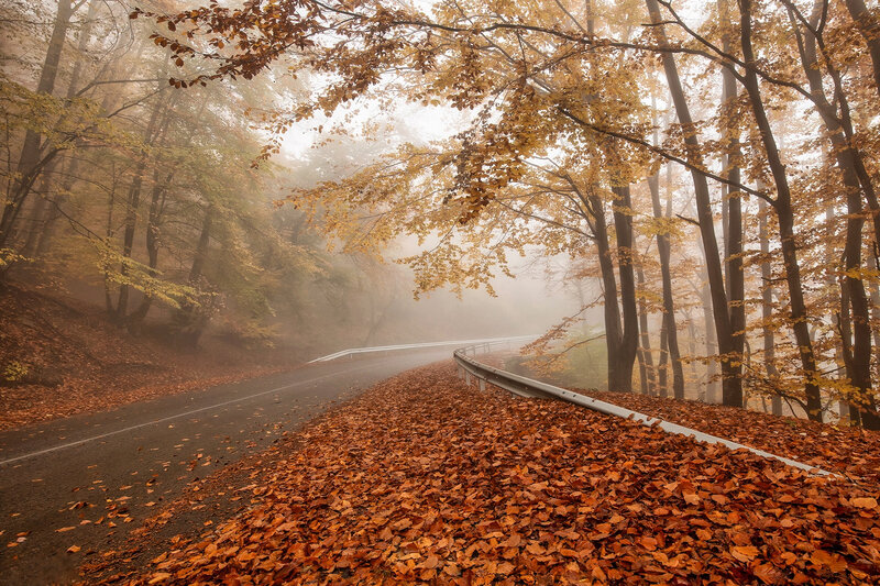 Autumn Road in Forest — Orange, Misty
